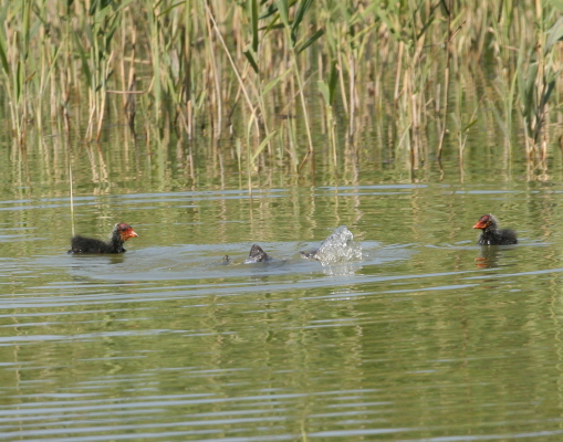 Folaga - Fulica atra